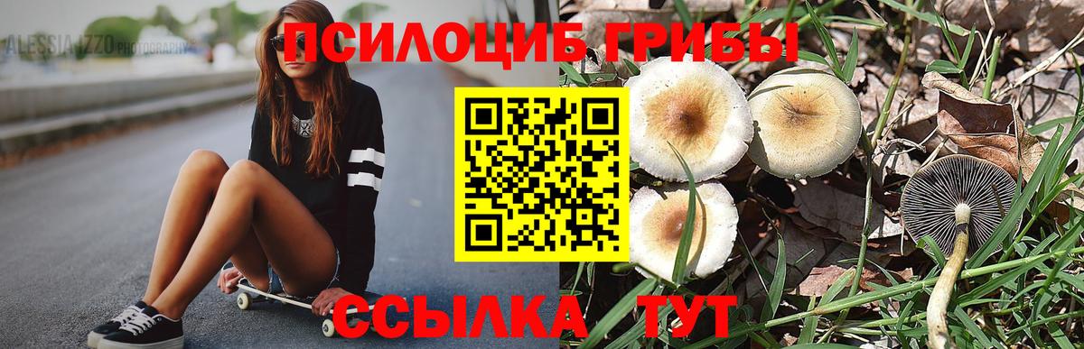 купить наркотики сайты  Псилоцибиновые грибы GOLDEN TEACHER  Вход с VPN  Усть-Илимск 